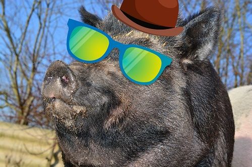 WildsauSeo Akteur Sam