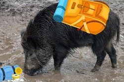 WildsauSeo Akteur Sam